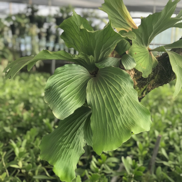 A close-up view of a lush Staghorn Fern featuring large, broad, bright green fronds with prominent textured veining, growing in a natural outdoor garden setting