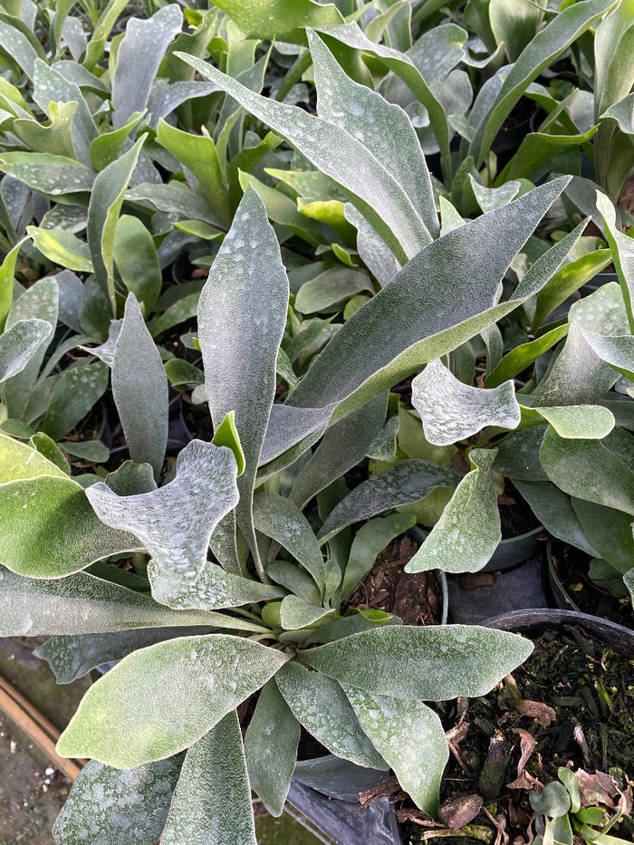 A large collection of young potted Staghorn Ferns in black nursery pots
