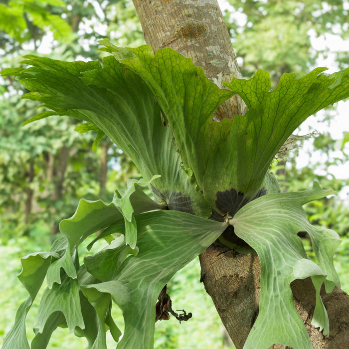 Staghorn Fern, Platycerium Elephantotis attatched to tree.