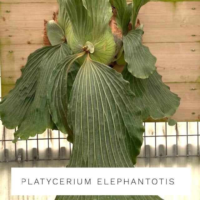 Staghorn fern attached to wooden plank