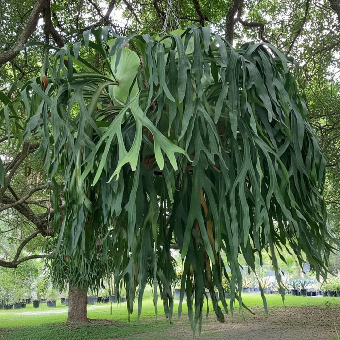 A massive, mature Staghorn Fern growing on a tree trunk, featuring a large, pale green basal frond and exceptionally long, cascading green fronds hanging downwards.
