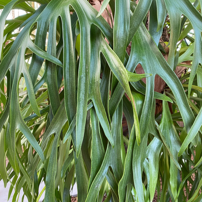 A close-up view of a potted Staghorn Fern featuring multiple grayish-green, antler-shaped fronds with a slightly fuzzy texture.