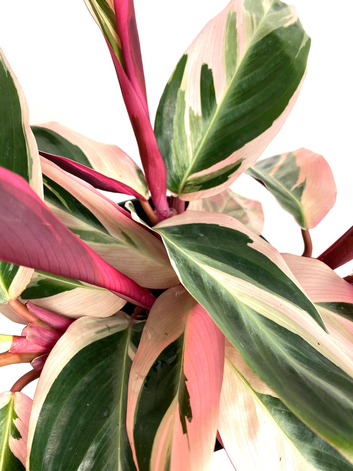 Stromanthe Tricolor, Purple Prayer Plant close up of plant