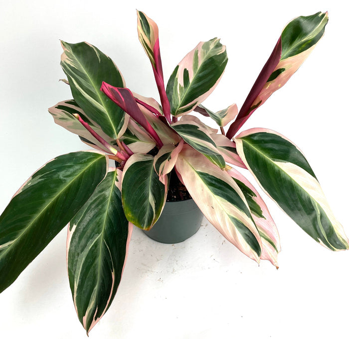 Stromanthe Tricolor, Purple Prayer Plant in a 6in pot white background