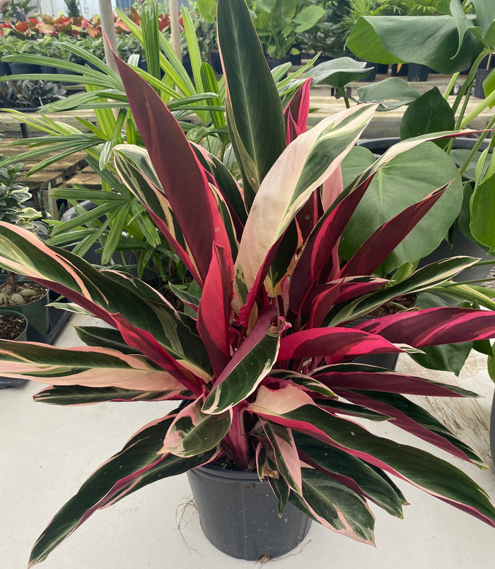 Stromanthe Tricolor, Purple Prayer Plant in a 2gal pot
