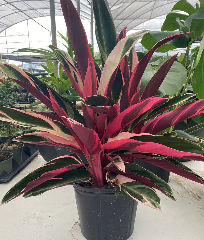 Stromanthe Tricolor, Purple Prayer Plant in a 2gal pot in front of other plants