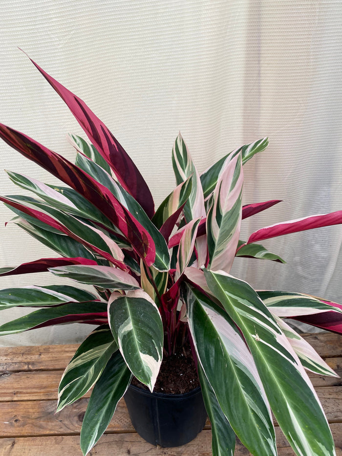 Stromanthe Tricolor, Purple Prayer Plant in a 2gal pot