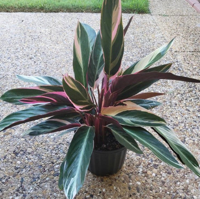 Stromanthe Tricolor, Purple Prayer Plant in a 2gal pot on lawn