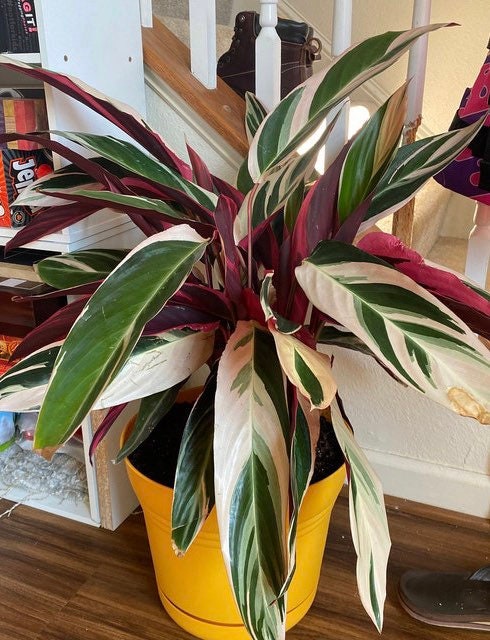 Stromanthe Tricolor, Purple Prayer Plant in a yellow deco pot in living room