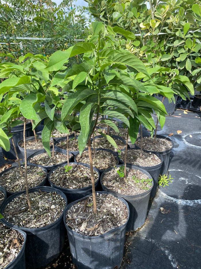 A close-up view of several young Sugar Apple