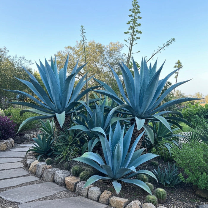 Super Blue Agave Century Plant, Planted in Ground