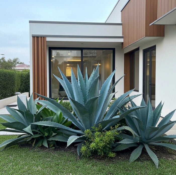 Super Blue Agave Century Plant, Planted in Ground