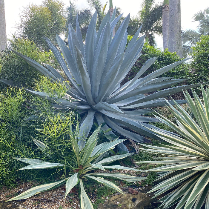 Large Mature Super Blue Agave Americana, Century Plant