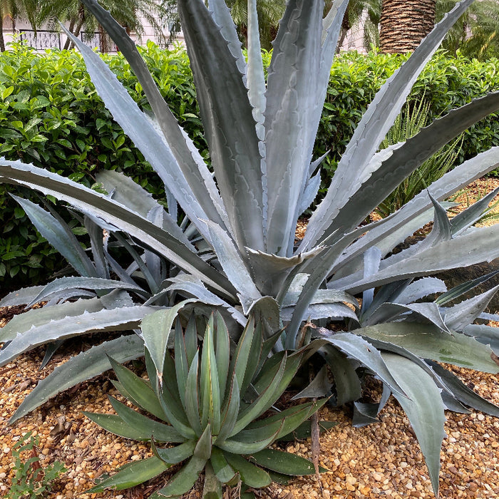 Super Blue Agave Americana, Century Plant