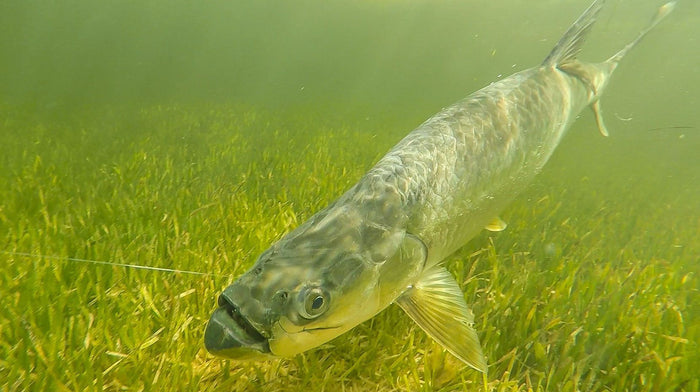 Tarpon