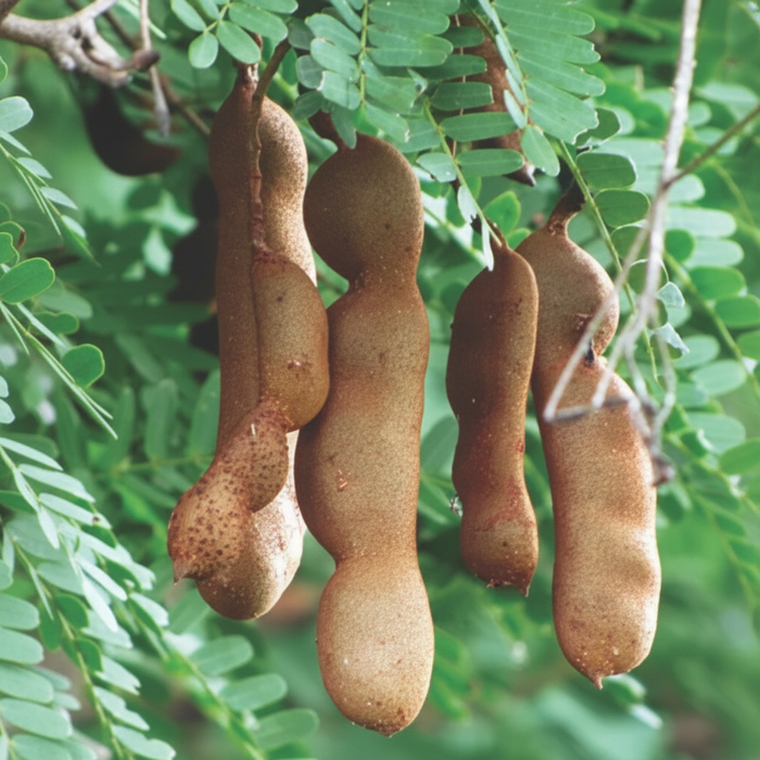 Brown tamarind fruit pods growing on a leafy tree