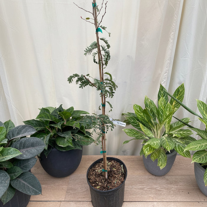 Young potted Tart Tamarind fruit tree sapling.