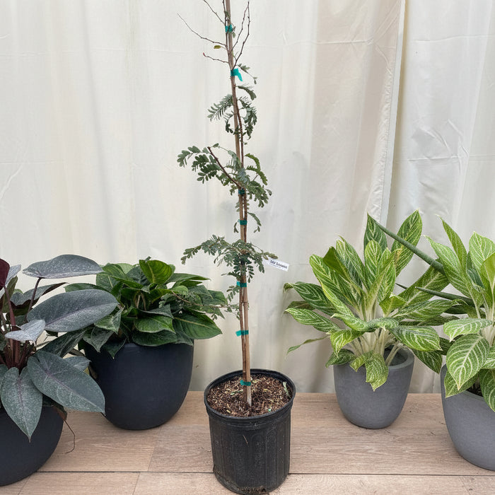 Young potted Tart Tamarind fruit tree sapling.