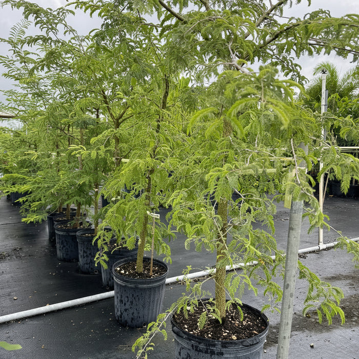 Several young trees with feathery, bright green foliage, supported by stakes and growing in black nursery pots
