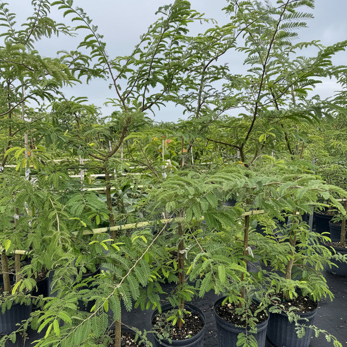 Several young trees with feathery, bright green foliage, supported by stakes and growing in black nursery pots on black landscaping fabric