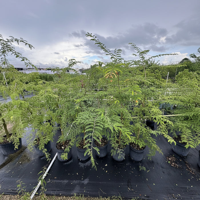 A large group of young trees with feathery, bright green foliage growing in black nursery pots on black landscaping fabric in an outdoor nursery setting