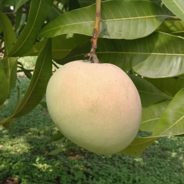Tebow Mango Fruit Tree, Grafted close up of the fruit