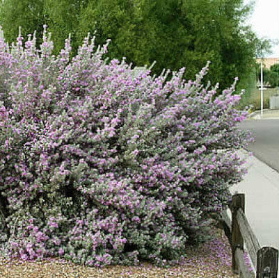 Texas Sage, Silverleaf Purple Sage