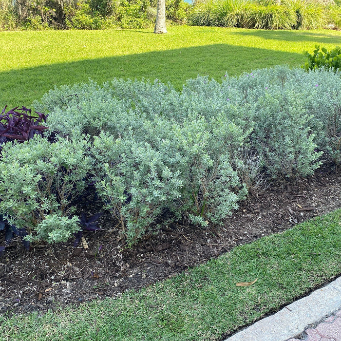 Texas Sage, Silverleaf Purple Sage