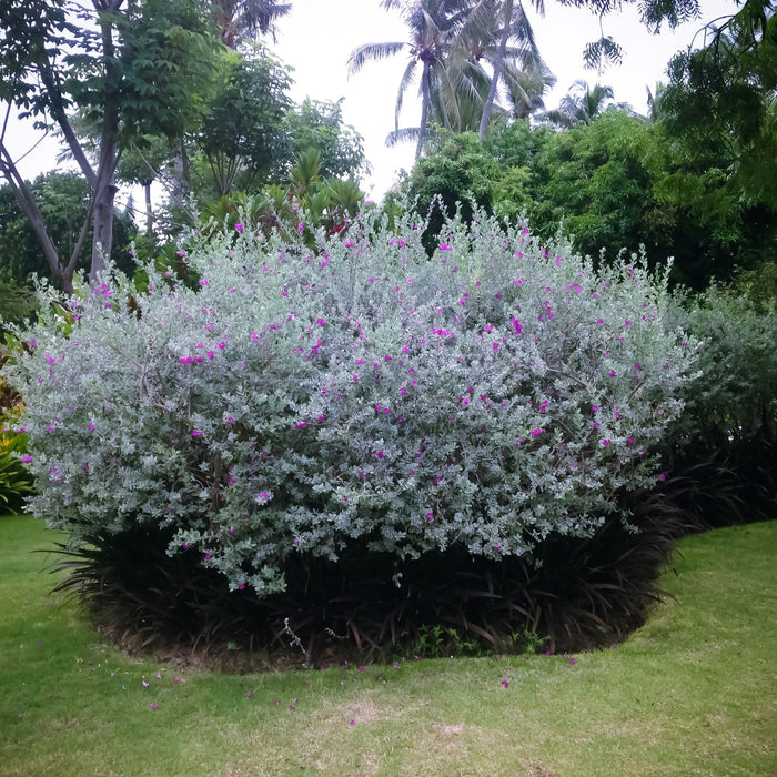 Texas Sage, Silverleaf Purple Sage