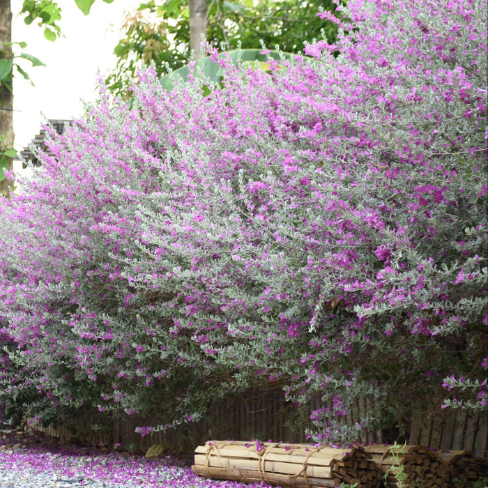 Texas Sage, Silverleaf Purple Sage