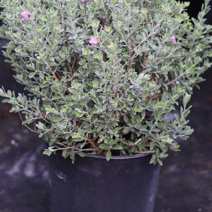 A blooming Texas Sage shrub featuring its characteristic soft, silvery-gray foliage contrasting beautifully with vibrant purple flowers