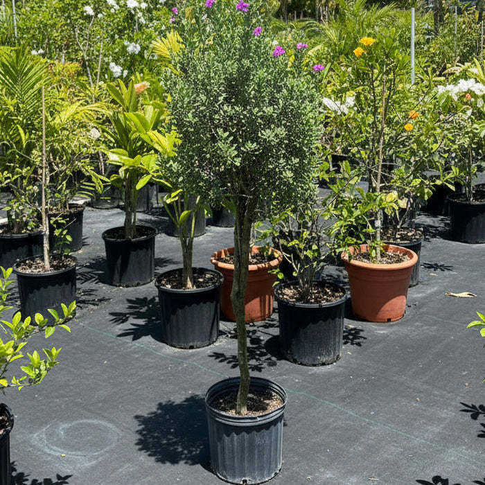 Texas Sage, Tree Form Silverleaf Purple Sage Nursery Pot 2gal
