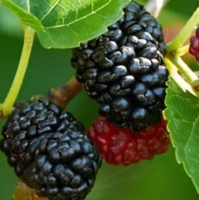 A close-up view of a small cluster of mulberries growing on a branch, featuring two ripe, dark purple-black berries and one unripe red berry, surrounded by bright green leaves.