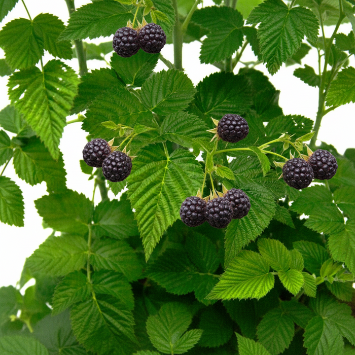 A close-up view of vibrant green, heavily textured leaves with prominent veins and serrated edges, set against a bright white background.