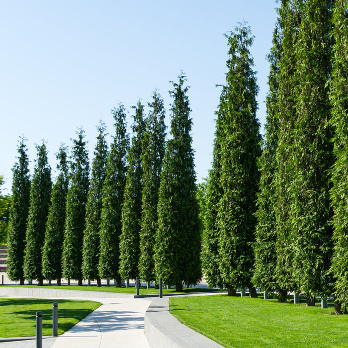 Thuja Green Giant Arborvitae
full grown planted outdoors in rows