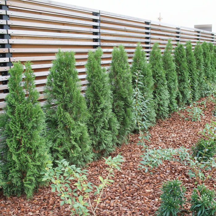 Row of Green Giant Arborvitae against a wooden fence