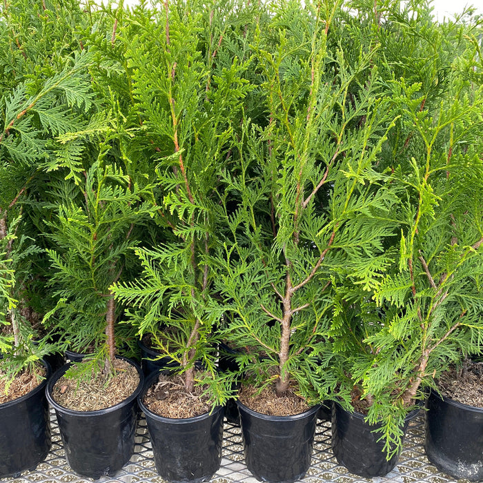 Thuja Green Giant Arborvitae in 6in pot all in rows