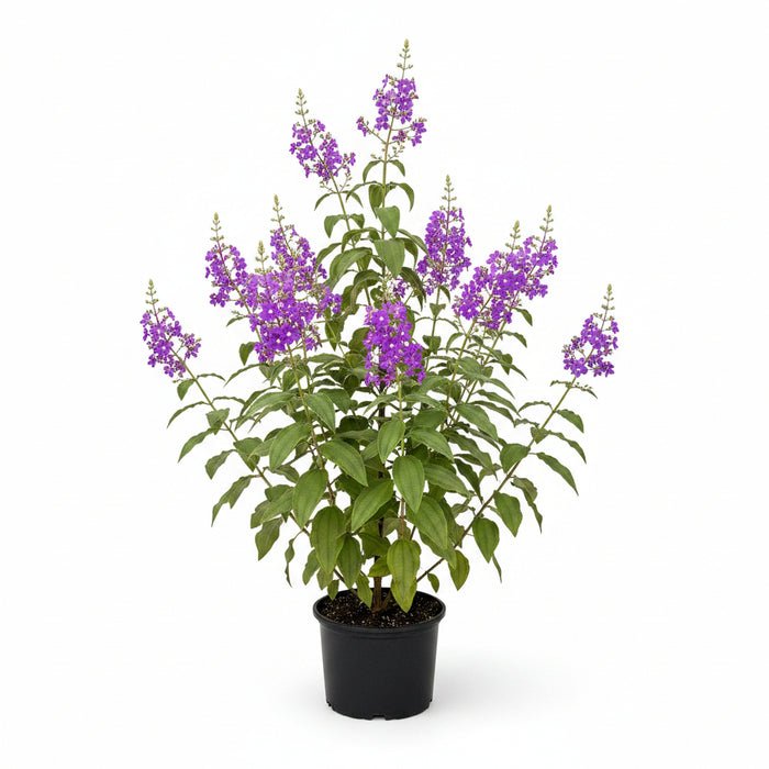 Potted plants featuring large green leaves and vibrant purple flowers, growing in black nursery pots on black landscaping fabric in an outdoor setting.
