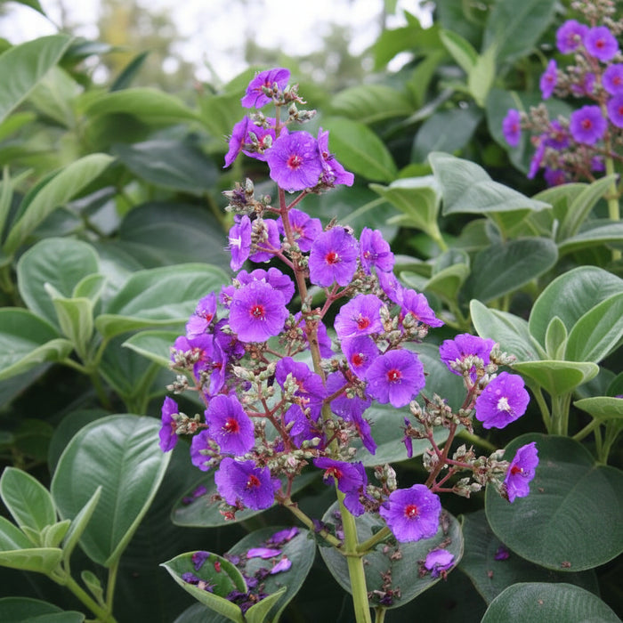 Tibouchina Grandifolia Large Leaf Princess Flowering Tree close up of purple flower with green leaves as the background