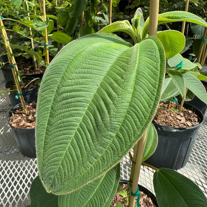 Tibouchina Grandifolia Large Leaf Princess Flowering Tree close up of leaves