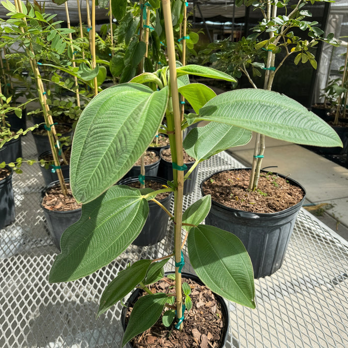 Tibouchina Grandifolia Large Leaf Princess Flowering Tree in 2gal pot with bright green leaves