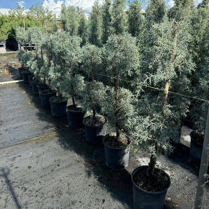Large Topiary 2-Ball Carolina Sapphire tree form in a nursery setting 5gal container Potted plant on  Row of potted trees