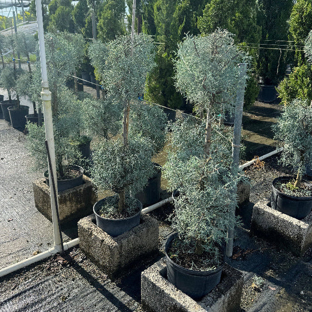 Topiary 2-Ball Carolina Sapphire tree form in a nursery setting 3gal container Potted plant