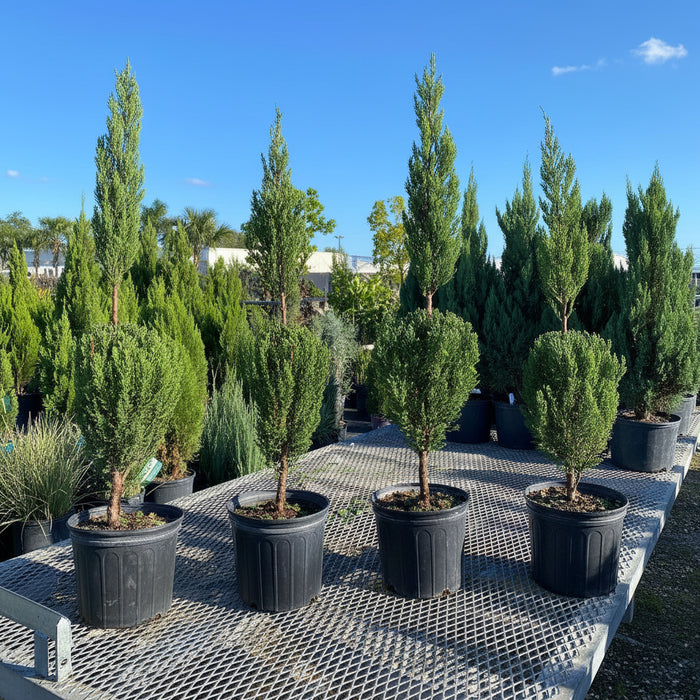 Topiary Classic Form Blue Point Juniper Nursery Pot 2gal
