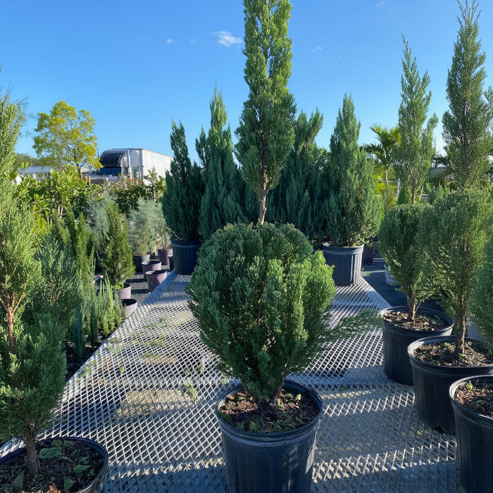 Topiary Classic Form Blue Point Juniper Nursery Pot 2gal
