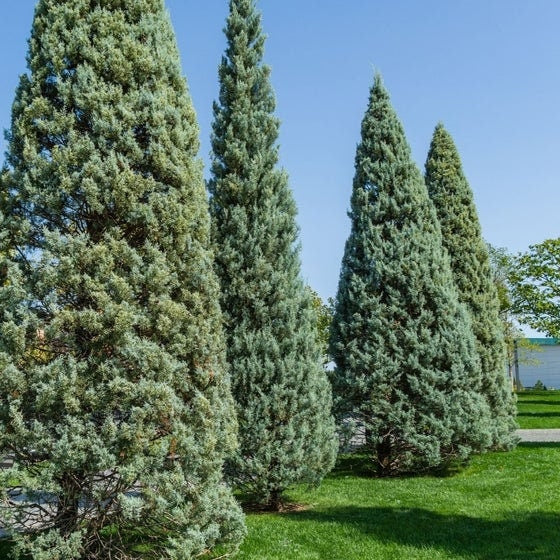Topiary Cone Carolina Sapphire Fully Grown Planted in Garden.