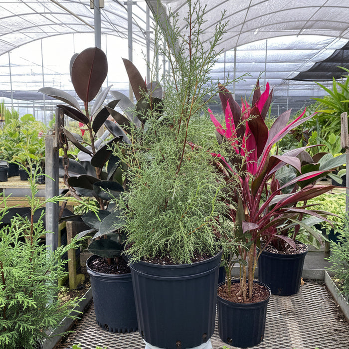 Young Topiary Carolina Sapphire in a 5-gallon nursery pot for outdoor use to amplify structured garden borders.