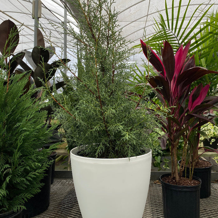 Topiary Cone Carolina Sapphire Nursery Container 5gal