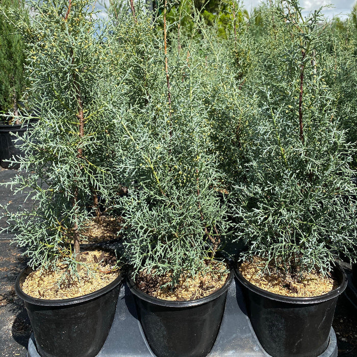 Topiary Cone Carolina Sapphire Nursery Container 1gal