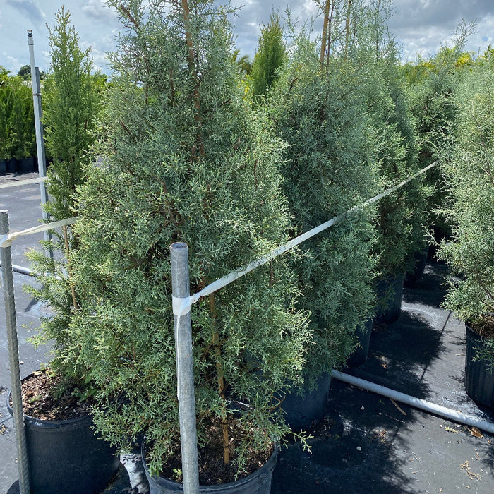 Full Grown Topiary Carolina Sapphire in a 7-gallon nursery pot for outdoor use to amplify formal garden designs.